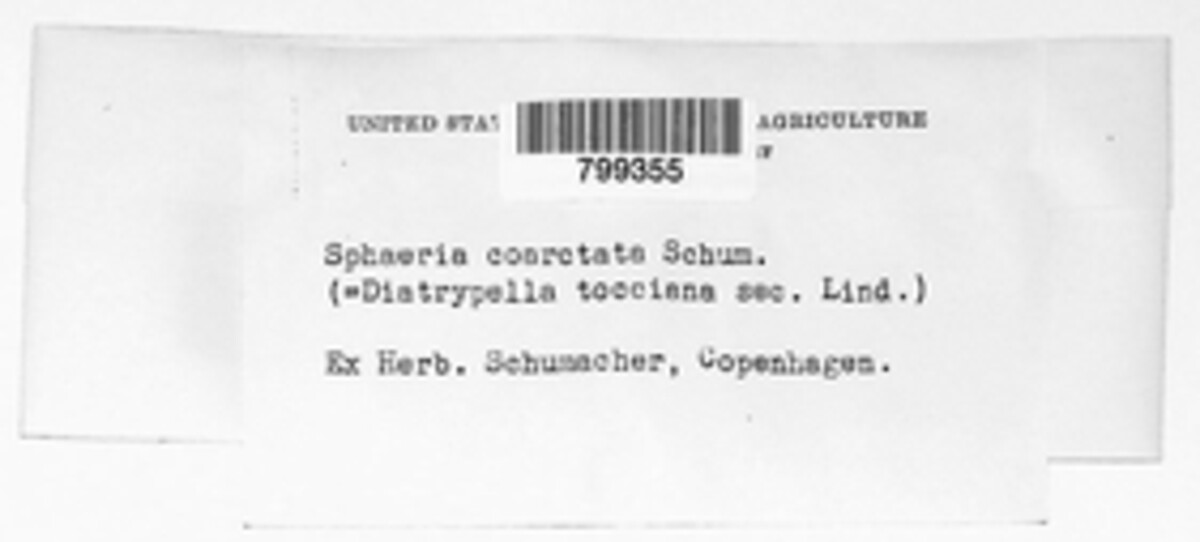 Sphaeria coarctata image